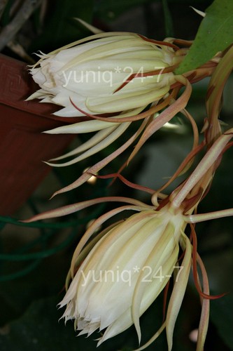 (1) Unrooted CUTTING Epiphyllum Oxypetallum Fragrant Orchid Cactus Cereus 8" - Picture 5 of 5