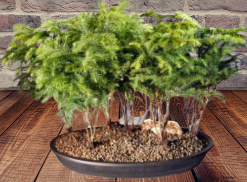 Norfolk Island Pine Bonsai Tree Seven Tree Forest Group Indoor Easy Care Potted Ebay