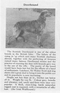 Scottish Deerhound - 1970 Vintage Dog Art Photo Print - Matted GIFT