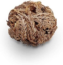 Rose of Jericho - Resurrection Flower - Used for Blessing - Rid of Bad Luck 