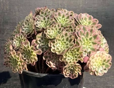 Imported Succulent live plant gift Rare succulent Aeonium Red Bronze teacup