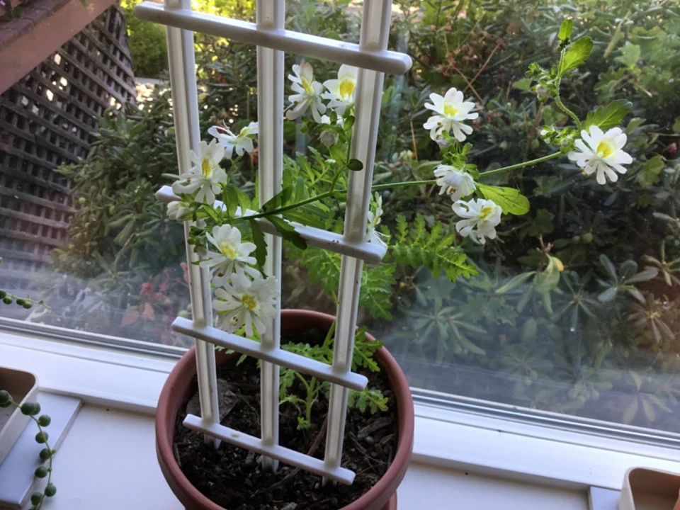 Poor Man's Orchid seeds for pots indoors all year 50 - Image 4 of 4