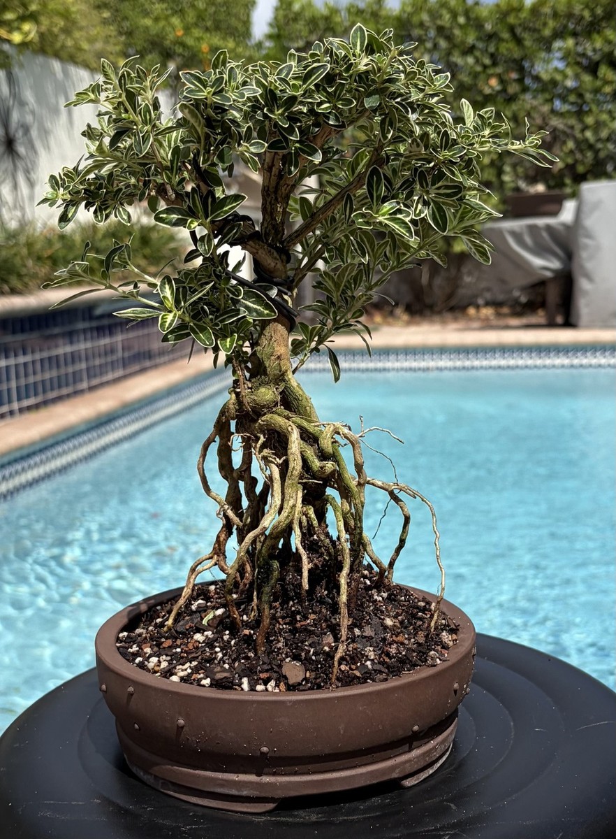 somabito逆鱗-SESSYU- SEIRYU Variegated Serissa Japonica Exposed Roots Shohin Bonsai | eBay