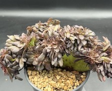 Imported Succulent live plant Rare succulent Aeonium Black Halloween crest #122