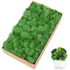 TCYPUHL Preserved Reindeer Moss 7 OZ Green Natural for Crafts  Decor