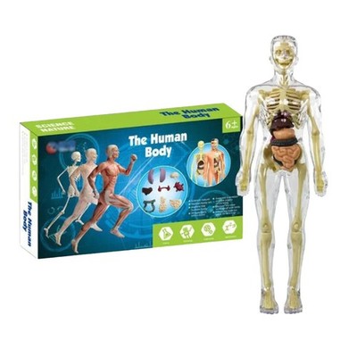 Clear 3D Human Body Torso Model Torso Anatomy Figure Human Body Toy Learning Toy
