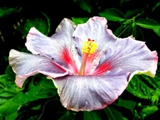 🌺🌺 MADAGASCAR HIBISCUS MOSCHEUTOS Hibiscus Starter Seeds Rose Of Sharon HS6812