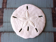 SHABBY CHIC SAND DOLLAR BEACH COASTAL WALL DECOR FURNITURE APPLIQUES /HANDMADE!