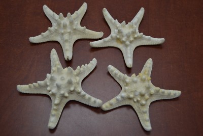 4 PCS WHITE BLEACHED KNOBBY STARFISH STAR SEA SHELL WEDDING 4'' - 5'' #7851