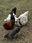 12 + Layers Choice Chicken Hatching Eggs! 4 Silkie Mix Eggs Guarantee! — photo 4