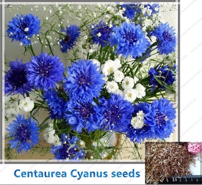 10+ Centaurea Cyanus Flower Quotes PNG