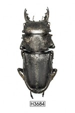 COLEOTTERO, INSETTO -H3684. Lucanidae: Gnaphaloryx opacus - RARO, ESCLUSIVO, VIETNAM