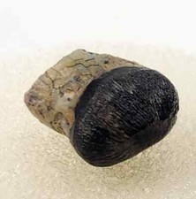 Jurassic Morrison Crocodile 0.49