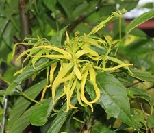10 Heirloom Tropical Seeds -Ylang Ylang or Perfume Tree  Cananga odorata