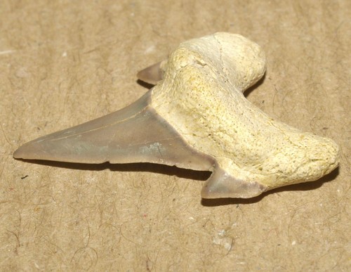 Dwardius siversoni, dente di squalo MOLTO BELLO, Albiano della regione di Belgorod, Russia - Foto 9 di 11