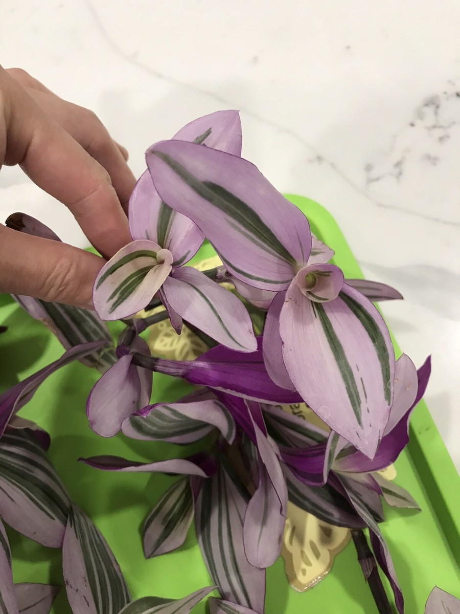 Temporary OUT OF STOCK !!! Tradescantia Nanouk Rare “Pink