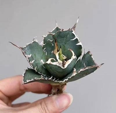 1PCS Seedling 4-6cm Agave titanota Group with roots Mix White Ice/Asura - Photo 1/4