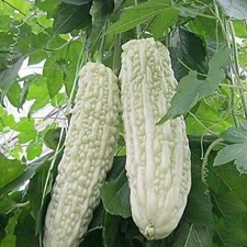 15pcs White Pearl Bitter Gourd Seeds – Heirloom Balsam Pear Melon Variety
