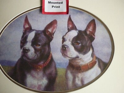 Boston Terriers, dog print, mounted for framing