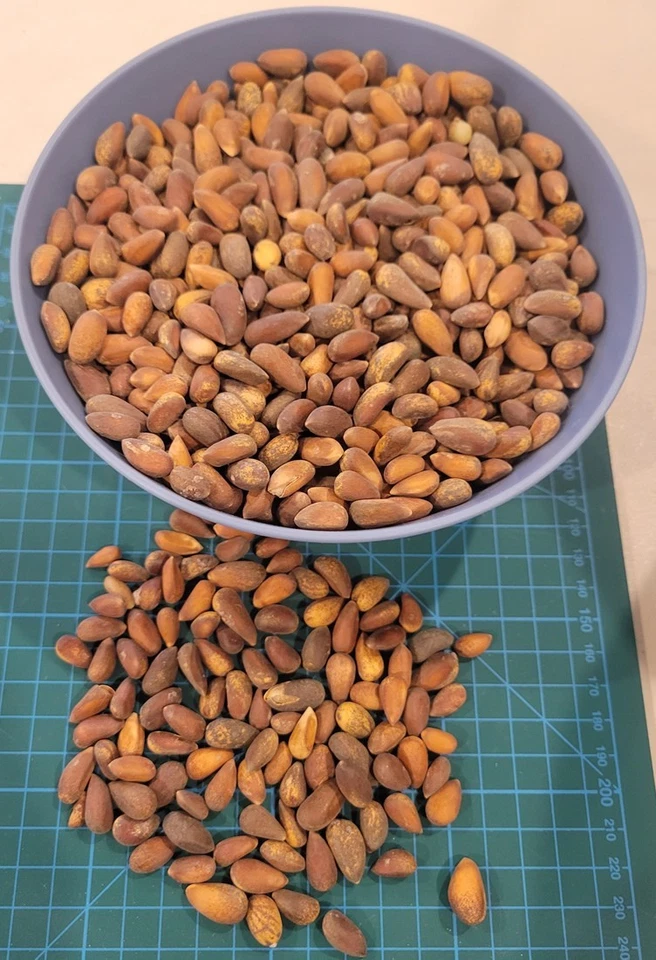 Piñón Pino 2025 FRESCO 1LB Tamaño | Utah Nevada | Cáscara blanda | Gran sabor Foto 2 de 3