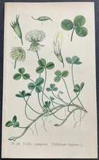 Botany Creeping Clover Trifolium Repens Color Engraving 1893 by Masclef