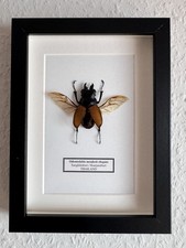 Echter exotischer Hirschkäfer präpariert Wanddeko Muttertag Insekt