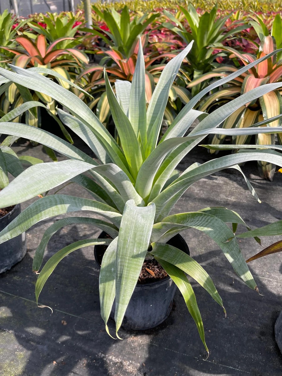 Bromeliad Alcantarea 'Odorata' | eBay