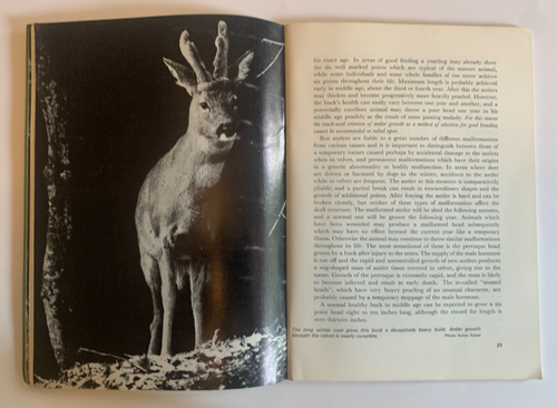 Roe Deer Management & Stalking Booklet 17 Richard Prior - British Deer Society - Imagen 5 de 12