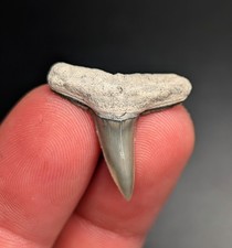 Killer Large Lemon Shark Tooth BV Florida Megalodon Era Gem