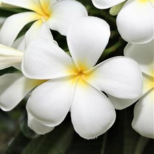 HAWAIIAN WHITE PLUMERIA PLANT CUTTING - 9 - 12 IN. LONG UNROOTED