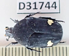 D31744. Insects, Cetoniidae sp. Vietnam Central