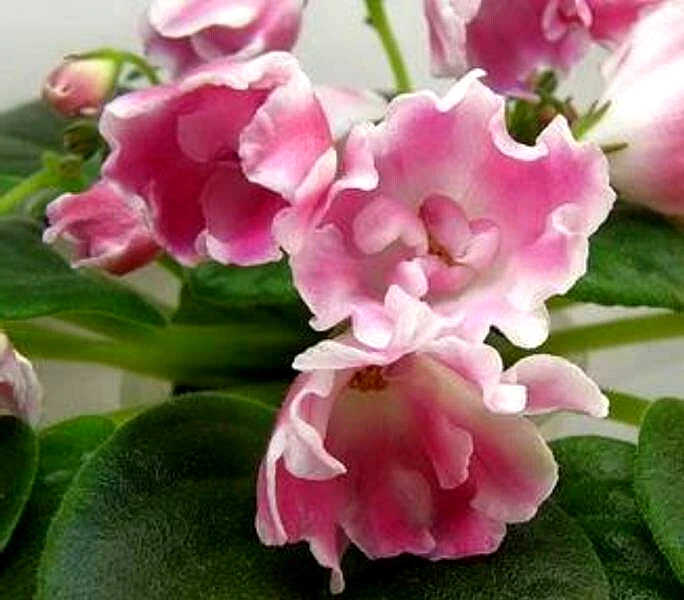 PLANTA VIOLETA AFRICANA ~ RM-Volshebnyi Tiul'pan (Rus) 'Tulipán mágico' maceta RARA Foto 2 de 4