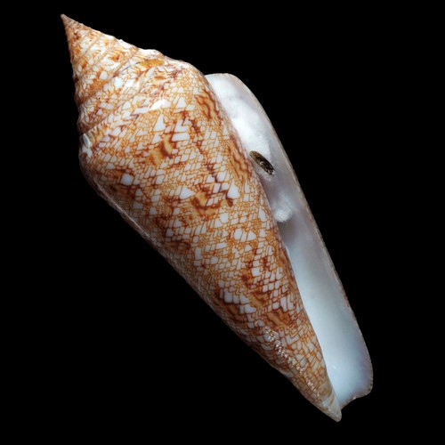 Conoidea -0004 Conus (Cylinder) gloriamaris FROM PHILIPPINES W/O