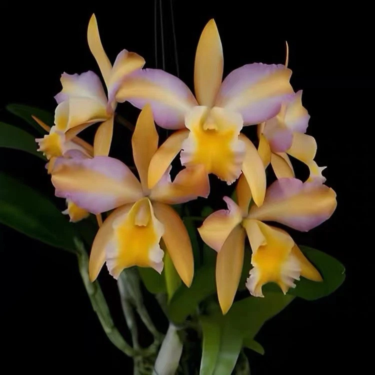 Bulbophyllum Tropical Orchids for sale | eBay