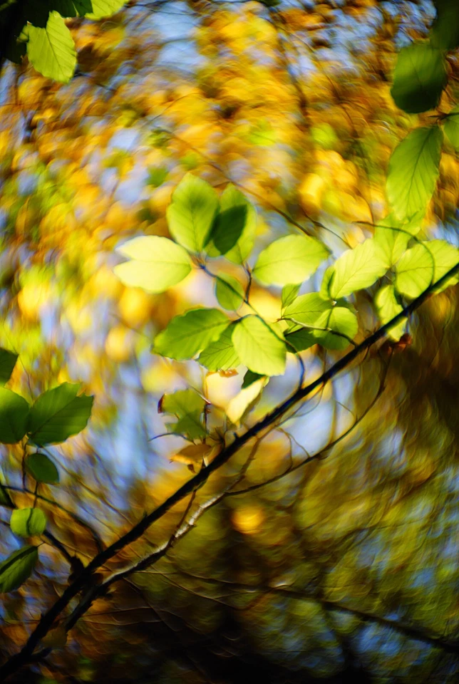 UNIQUE: M42 (Sony E) Meyer-Pentacon 2.4/75mm A Little Discovery 6-Element Design - Image 2 of 4