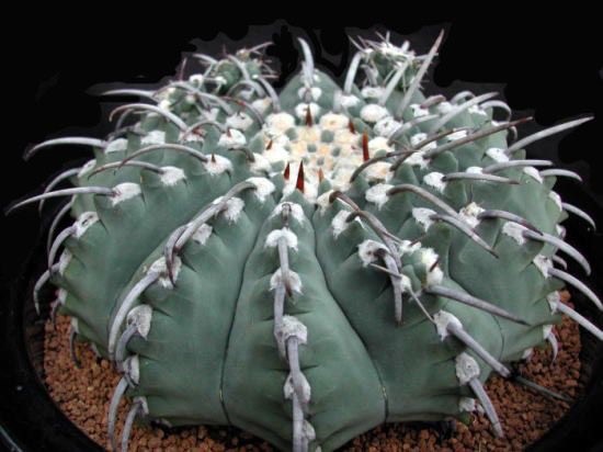 GYMNOCALYCIUM (Gymnocalycium vatteri) 10 seeds | eBay