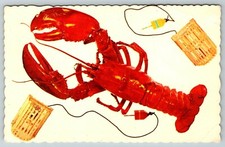 Maine Lobster With Trap and Buoy VTG Postcard