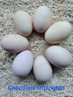 6-Chocolate Orpington Hatching Eggs - NPIP Certified AI PT Clean