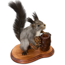 Taxidermy Squirrel Real Stuffed Standing mount Animal Mammal