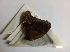 5 MORPHO DIDIUS ssp A1 MALES data  Peru. EXCELLENT PRICE!!  LIMITED STOCK!