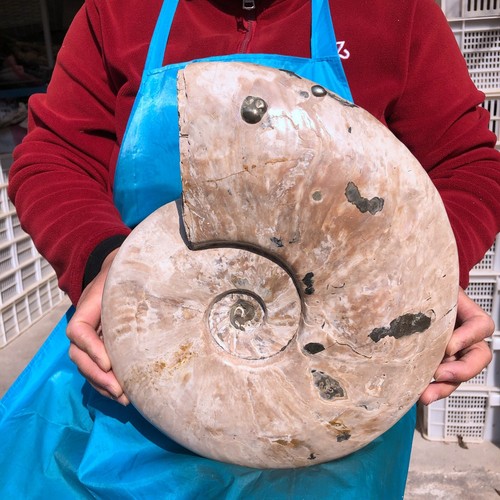 14.43LB Natural Large Beautiful Ammonite Fossil Conch Crystal Specimen Healing - Picture 2 of 13