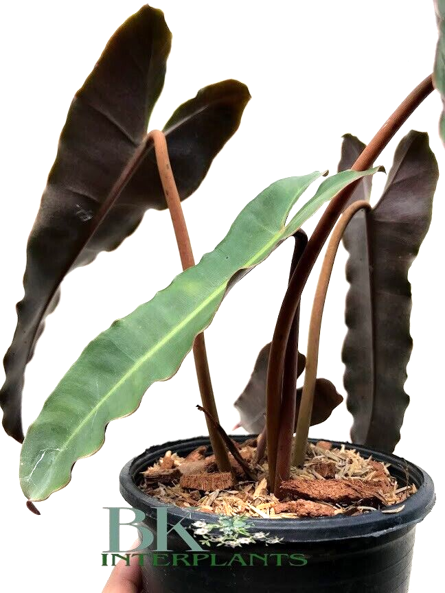 eucalyptus cinerea plant Silver Dollar Tree (Eucalyptus cinerea) – 20 Seeds main image 1