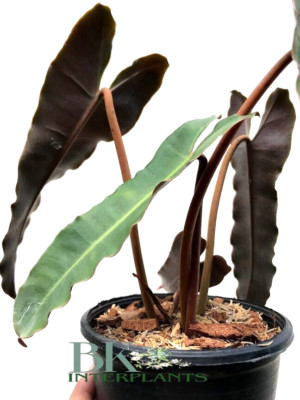 Philodendron Black Billietiae Hybrid Rooteed Plant Rare Houseplants Free Phyto