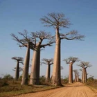 Adansonia madagascariensis, Madagascar Baobab Tree - 5 to 50