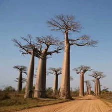 Adansonia madagascariensis, Madagascar Baobab Tree - 5 to 50
