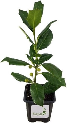 Ilex Nellie R Stevens Holly  3 inch Pot