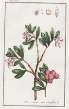 Arbutus uva ursi bearberry bearberry botany engraving copperplate 1790