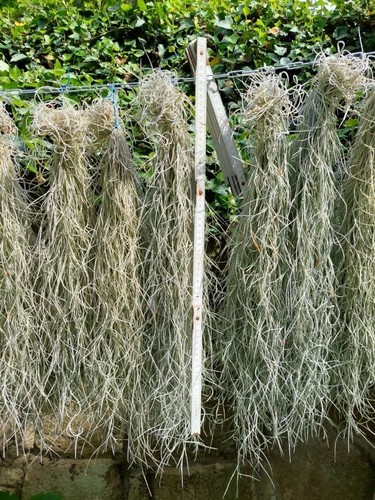 Tillandsia usneoides, aufgebunden, langes Laub - Bild 3 von 3