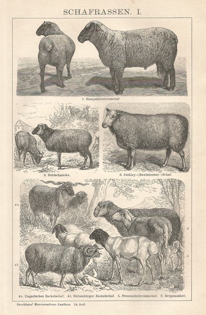 B0389 Varieties Dog Breeds Sheep - Woodcut Vintage - 1903 Vintage Engraving- B0389 Varieties Dog Breeds Sheep - Woodcut Vintage - 1903 Vintage Engraving-