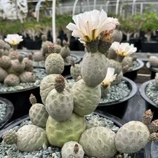 Multi-Head Tephrocactus geometricus Cactus Succulent Plant Garden Décor Boutique